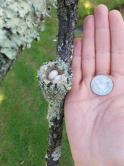 Nests of Hummingbirds