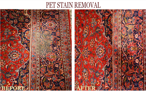 Area Rug Pet Stain Removal