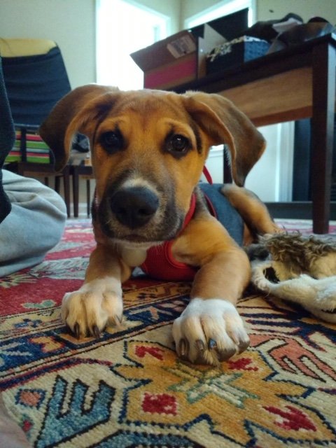 Dog laying on Oriental rug - Main Street Oriental Rugs