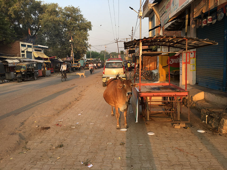 A cow in the streets of Varanasi - Main Street Oriental Rugs