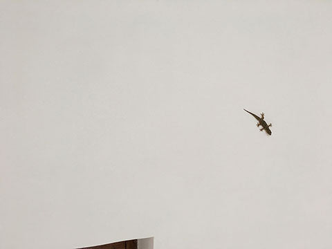 Lizard friend in the Varanasi hotel - Main Street Oriental Rugs