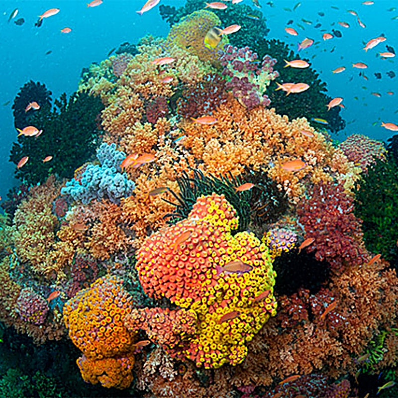 Coral Reef