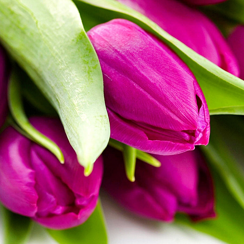 Fuchsia Pink Tulips