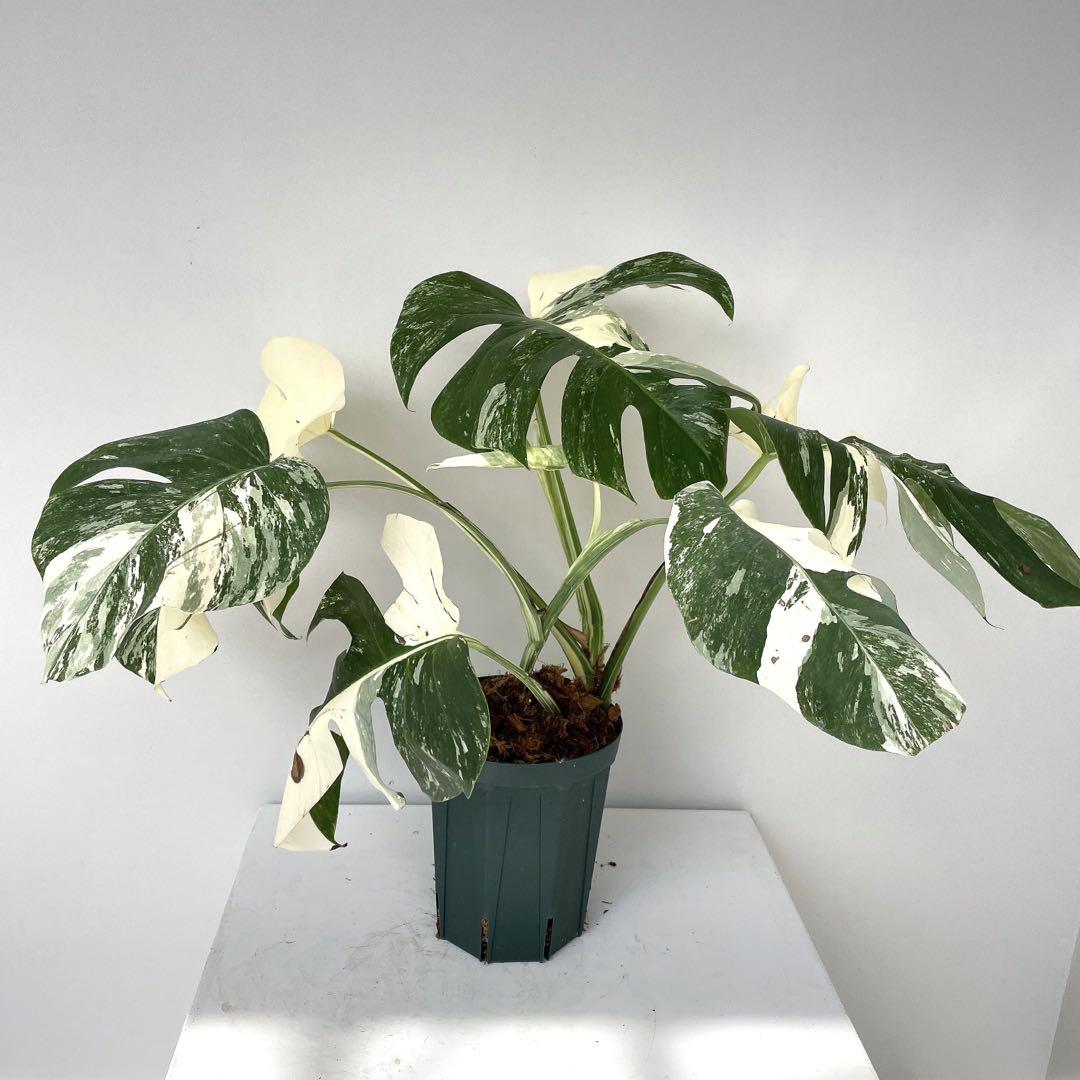 Monstera Albo Tiger Borsigiana Variegated | Full Root | Cutting | Indo