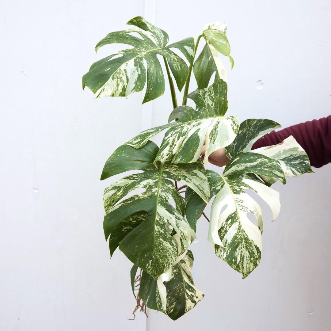 Monstera Albo Tiger Borsigiana Variegated | Full Root | Cutting