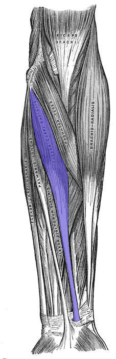 Flexor carpi radialis foam roll