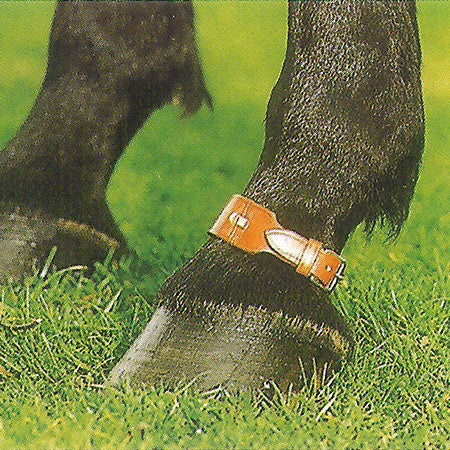 Horse Pastern Strap for horse arthritis