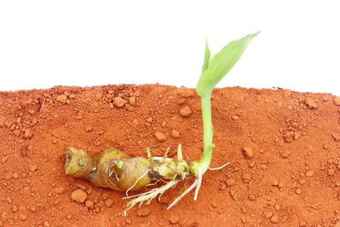 Turmeric plant- botanical name is Curcuma longa, and the plant itself reaches barely three feet high, producing a flower and a rhizome (stem/root) that is found in the soil