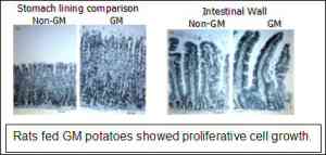 Stomach lining of rats fed GM genetically modified potatoes showed excessive cell growth, a condition that may lead to cancer. Rats also had damaged organs and immune systems.