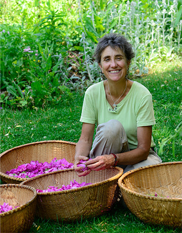 Deb Soule harvesting rose petals