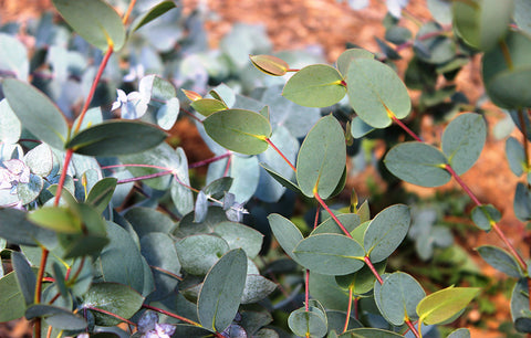 Young SouthernEucs Eucalyptus Trees