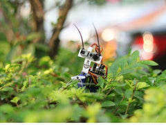 Insect bot Buy Australia Insect bot , Arduino Starter - Seeed Studio, Pakronics Melbourne in Australia - 1