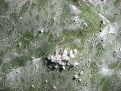 Nopal Cactus with Cochineal Bugs