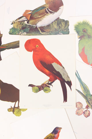 Perry Bird Print