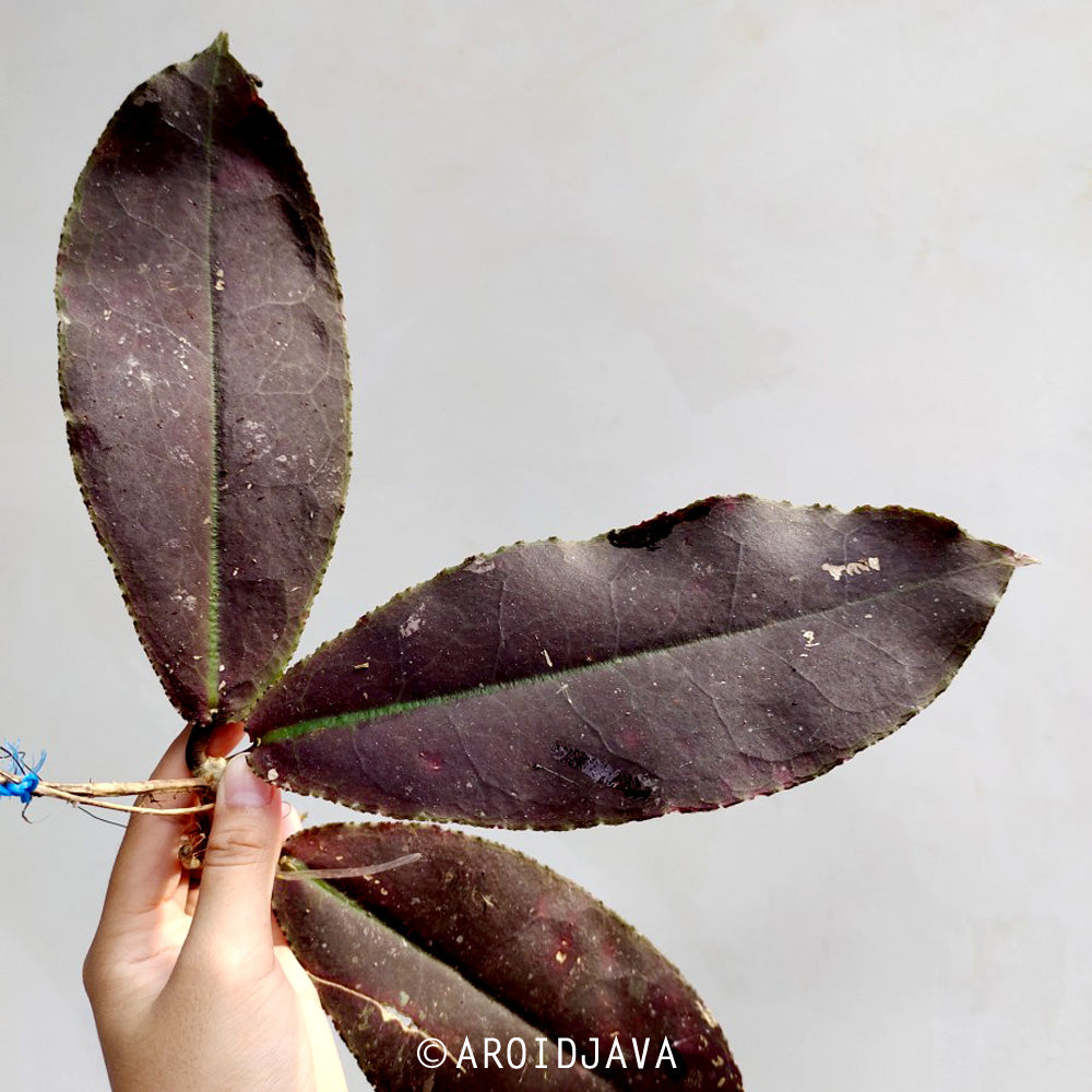 Hoya Undulata Red – Indonesian Plant Seller - AROIDINDO