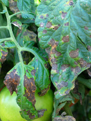 Early Blight on Tomato (photo from NorthCarolina Cooperative Extension)