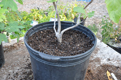 Fall fig repotted at Sage Garden
