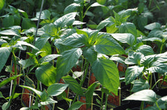 Grafted Peppers at Sage Garden