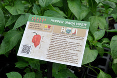 Naga Viper Pepper at Sage Garden