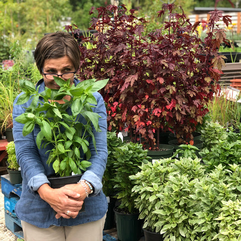 Karin in the basil patch at Sage Garden