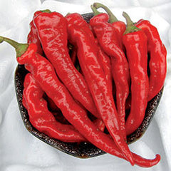 Organic Hot Portugal Pepper