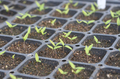 Pepper Seedlings at Sage Garden