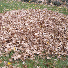 Loose leaves for mulching