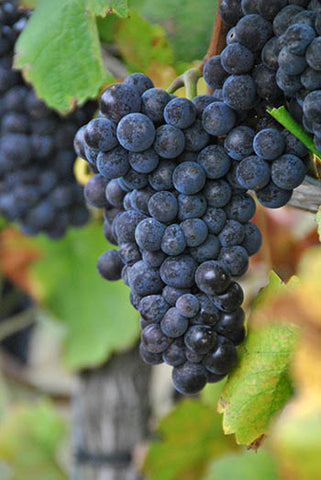 Woodchurch Pinot Noir Grapes