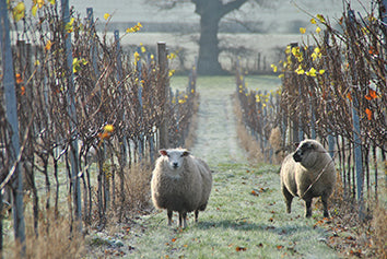 Sheep in the vineyard