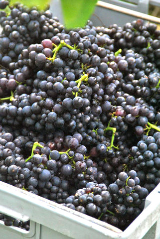 Pinot Noir grapes in a crate