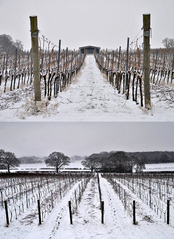 Snowy English Vineyard - Woodchurch, Kent