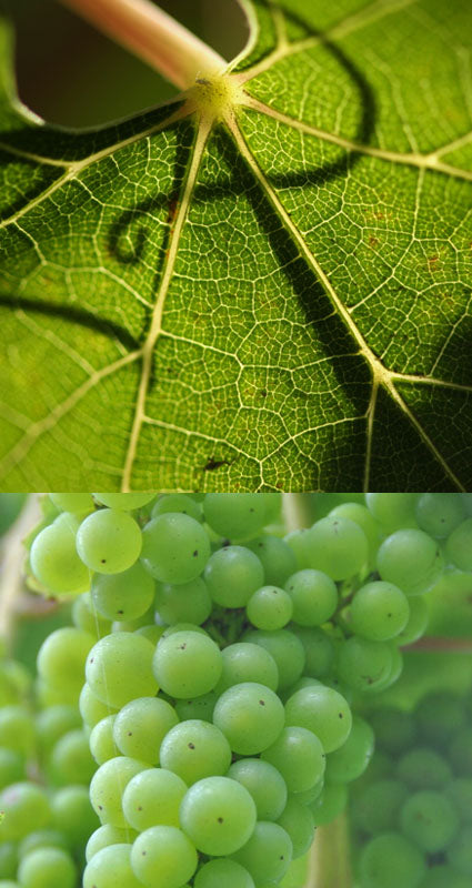 Leaf and grapes - Woodchurch Wines