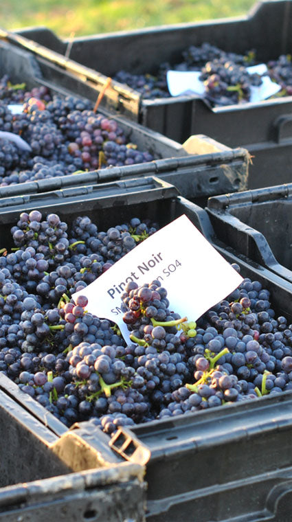 Pinor Noir Harvest 2012 - Woodchurch Wines