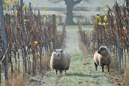 Sheep in the vineyard - Woodchurch Wine Estate