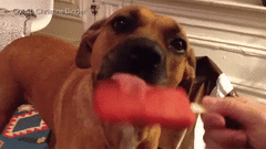 dog eating popsicle
