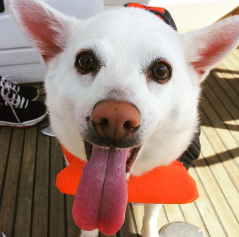 white dog in a life jacket sticking tongue out