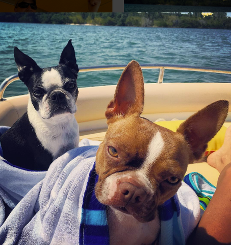 two boston terrier dogs wrapped in beach towels on a boat