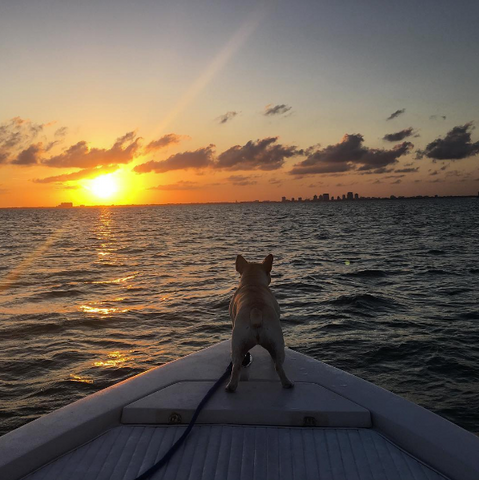 french bulldog riding on bow of boat at sunset