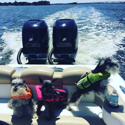 three terriers wearing life jackets in a boat