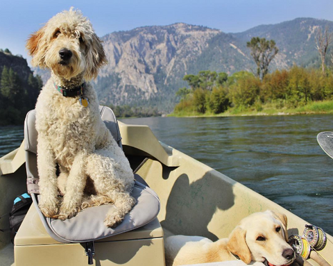 two dogs in a boat on a mountain lake