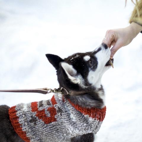 dog sweaters canada