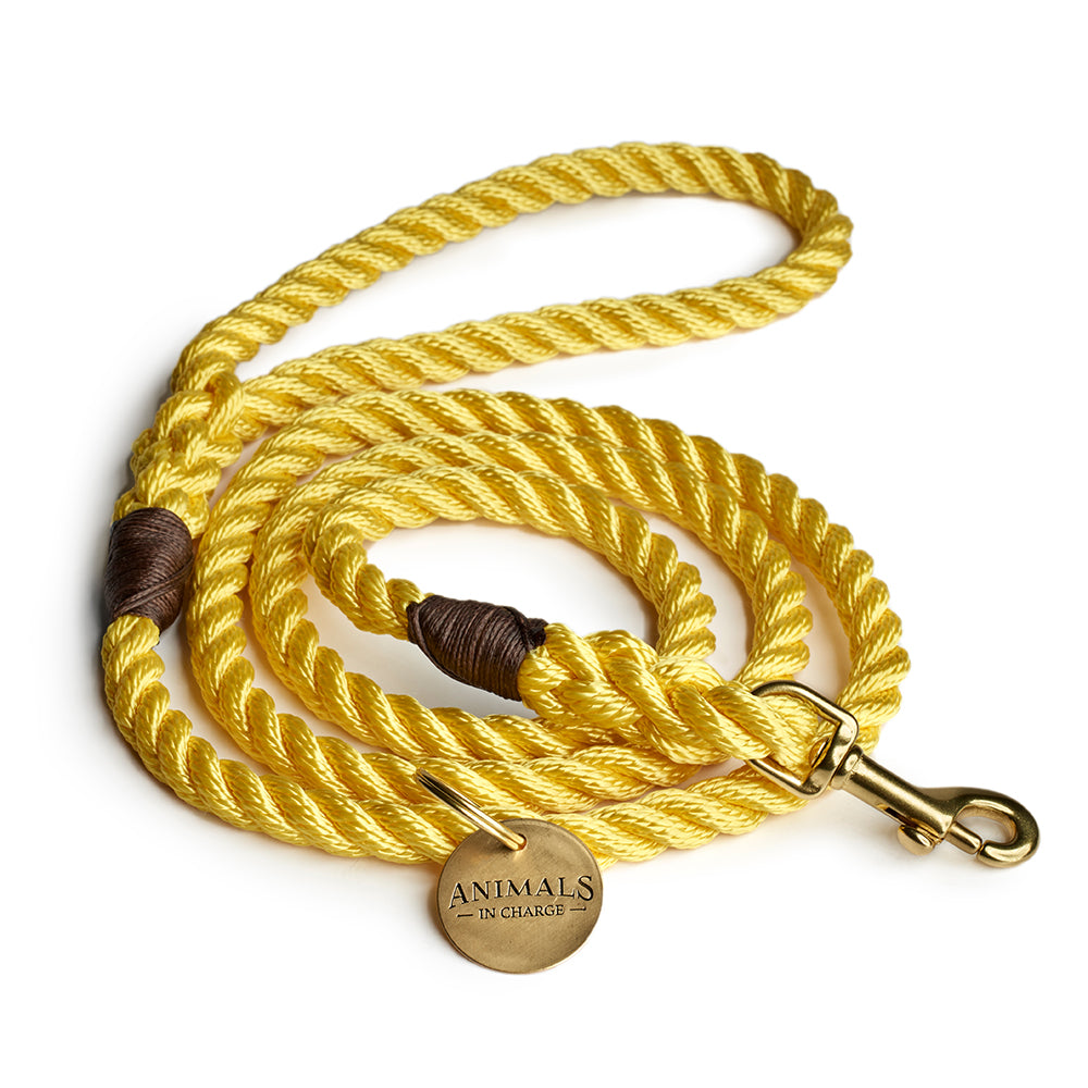 yellow dog leash