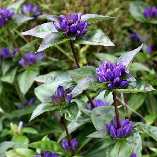 Closed gentian, Meadow bottle gentian (Gentiana clausa) – Wild Seed