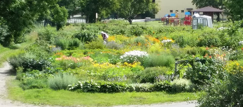 Community garden at Grobiņa