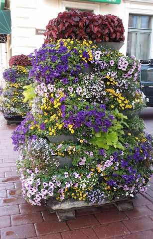 Street flowers, Pärnu, Estonia
