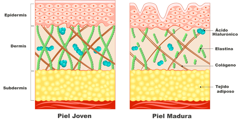 Las arrugas de la piel y tratamientos antiarrugas