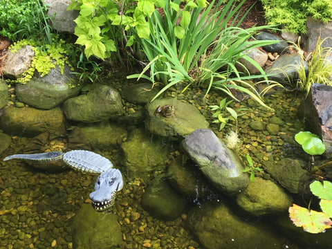 crystal clear pond using muck off