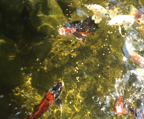 floating pond fish pellets