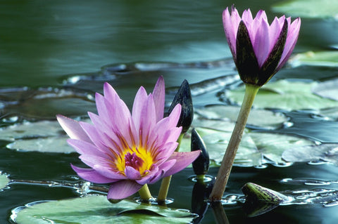 water lily with aquatic soil