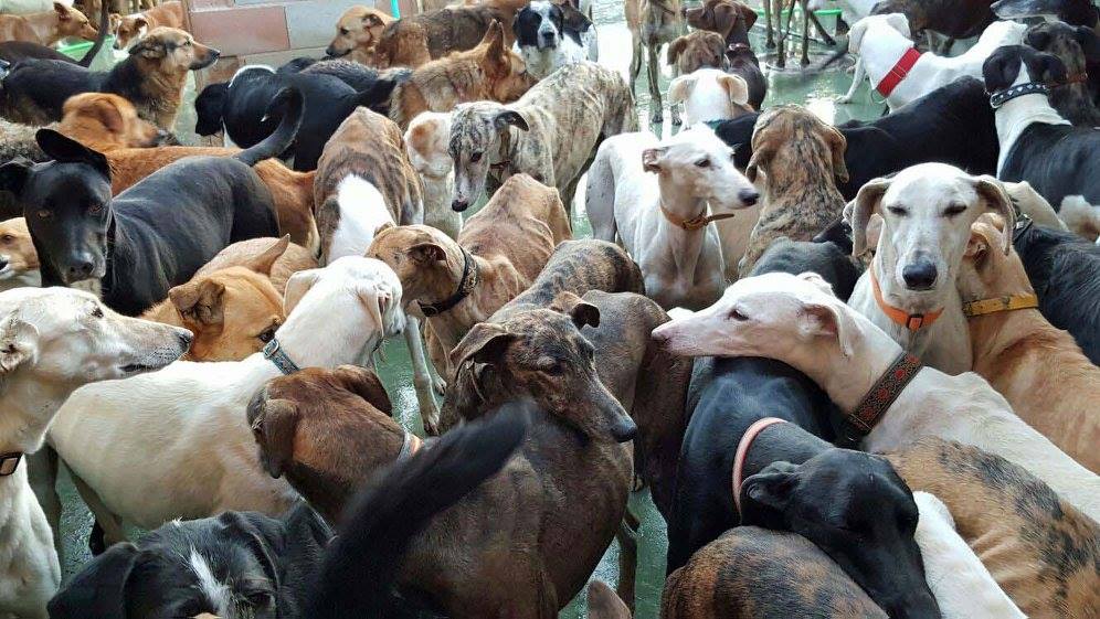 Windhunde Galgos werden von paraperro Hundekissen mit Spenden unterstützt